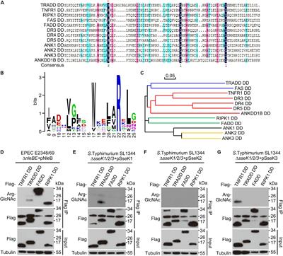 Arg-GlcNAcylation on TRADD by NleB and SseK1 Is Crucial for Bacterial Pathogenesis